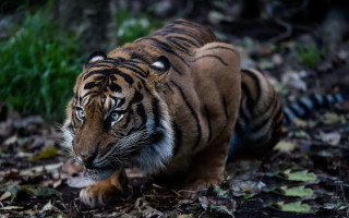 Tiger forest leaves grass closed - one paw free wallpaper