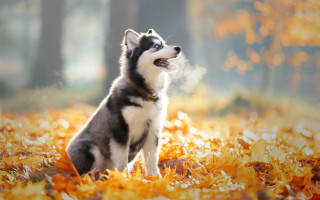 Husky autumn leaves sky smile - a field of leaves free wallpaper