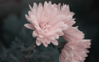 Pink lily lotus flower wings - adobe lightroom free wallpaper