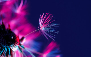 Dandelion pink blue macro fireworks - a dandelion free wallpaper