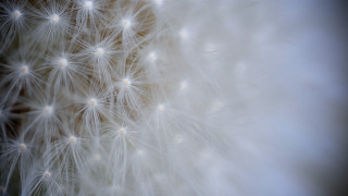 Dandelion white seeds macro night - a close up of a dandelion free wallpaper