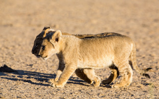 Lion cub dirt field sunlight - young free wallpaper