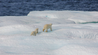 Polar bears ice floes wildlife - polar free wallpaper