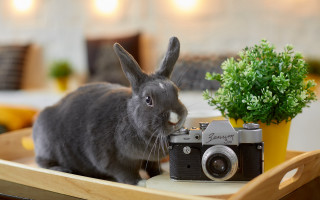 Rabbit camera plant art photography - anka zhuravleva free wallpaper