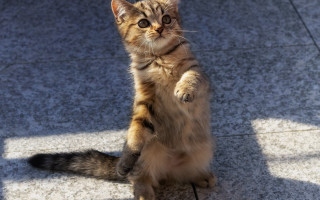 Cat standing arabesque heroic pose - a sidewalk free wallpaper