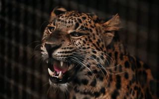 Leopard open mouth sharp teeth 2 - tooth wide free wallpaper
