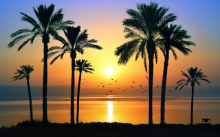 Sunset palm trees birds ocean - palm tree and a body of water free wallpaper