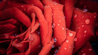 Red rose water droplets macro 56 - close free wallpaper