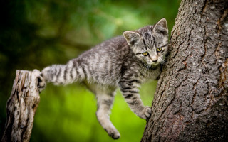 Kitten climbing tree forest green - arabesque free wallpaper