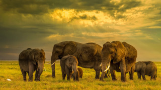 Elephants field clouds birds sunset - a group of elephants free wallpaper