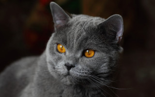 Gray cat yellow eyes serious 9 - its face and chest free wallpaper