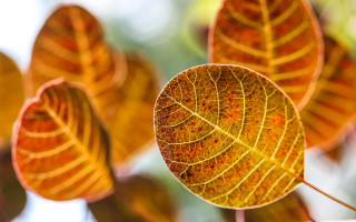 Leaf shiny orange foliage blurry - a close up of a leaf free wallpaper