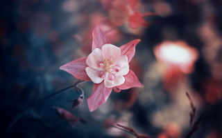 Pink flower white center red - color film photography free wallpaper