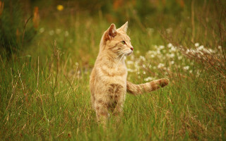 Cat field flower grass bush - its front paw free wallpaper for desktop