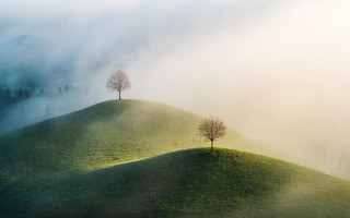 Grassy hill two trees foggy - the foggy day free wallpaper for desktop