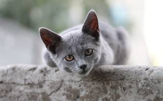 Curious grey cat on ledge 2 - a ledge free wallpaper for desktop