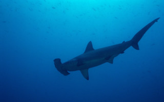 Large shark ocean fish arabesque - a large shark swimming in the ocean free wallpaper