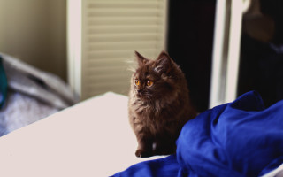 Cat blue blanket bronze sculpture - a blue blanket free wallpaper