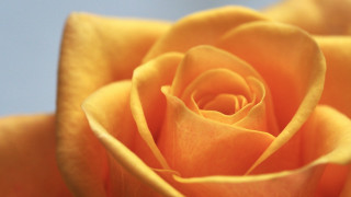 Yellow rose blue white light - a small amount of light free wallpaper