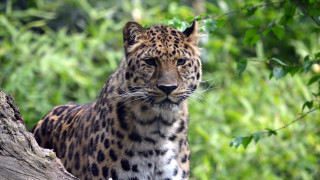 Leopard tree branch woods bokeh - a leopard free wallpaper for desktop