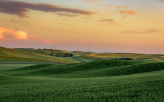 Green field sunset clouds trees - a green field free wallpaper for desktop