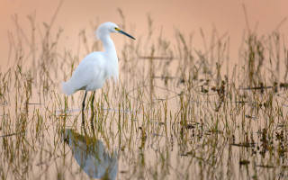 White bird water tall grass - a white bird free wallpaper for desktop
