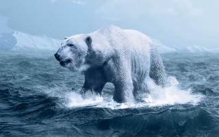 Polar bear ocean mountains ecological - polar free wallpaper