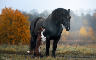 Horse dog foggy autumn nature - elke vogelsang free wallpaper