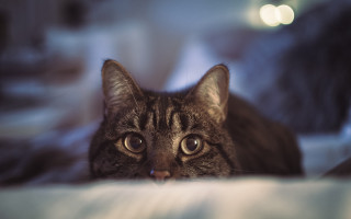 Cat surprised eyes blurry background - look free wallpaper