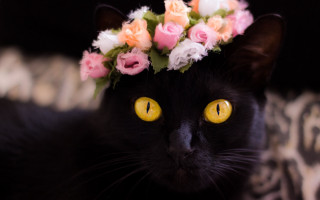 Black cat flower crown leopard - a flower crown free wallpaper