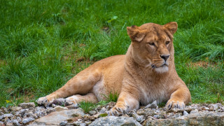 Lion rocks grass forest nature - a rocky area free wallpaper