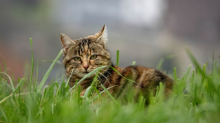 Cat laying grass sad look - its face free wallpaper