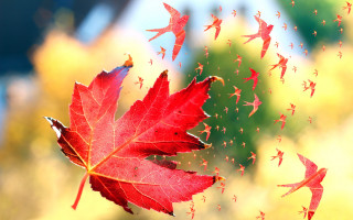 Red leaf birds autumn digital - free autumn wallpaper