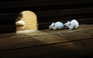 Two white mice wooden floor - a wooden floor next free wallpaper
