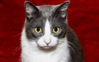 Cat yellow eyes red carpet - brenda chamberlain free wallpaper