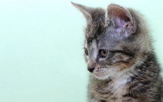 Cute kitten blue background realistic - its face and head free wallpaper