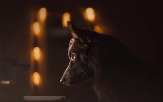 Dog window light candles dark - the light free wallpaper