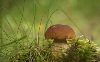 Mushroom moss forest grass plant - top of a moss free wallpaper