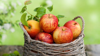 Basket apples outdoor sun blurry - a basket of apples free wallpaper