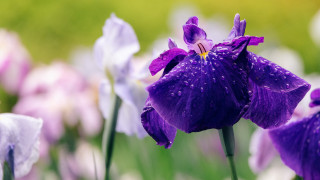 Purple flower water droplets bokeh 4 - dürer free wallpaper