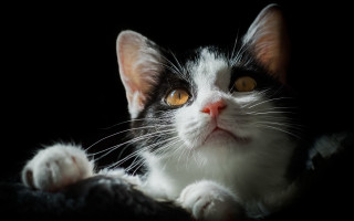 Black white cat yellow eyes 15 - vanita free wallpaper