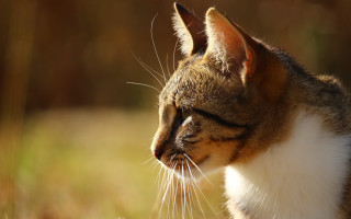 Cat white brown face closed - the camera free wallpaper for desktop