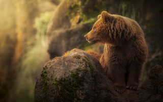 Brown bear rock moss forest - a brown bear free wallpaper
