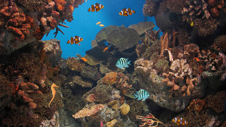 Fish coral reef aquarium underwater - a group of fish swimming free wallpaper