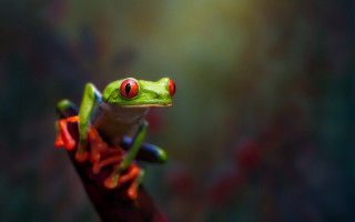 Frog red eyes branch blurry - a frog free wallpaper