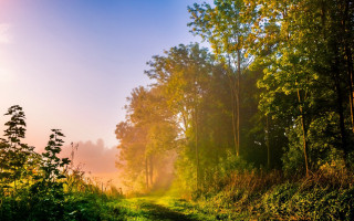 Woods path bright sunset autumn - nature free wallpaper