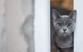 Curious yellow eyed cat window - its face and head free wallpaper