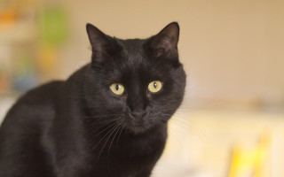 Black cat yellow eyes tilt 2 - fluxus free wallpaper