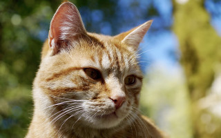 Cat portrait blurry background bokeh - a blurry background of trees free wallpaper for desktop