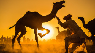 Desert sunset man kneeling camel - egyptian art free wallpaper